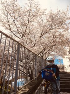 瀬田の長沢川の桜が満開でした！